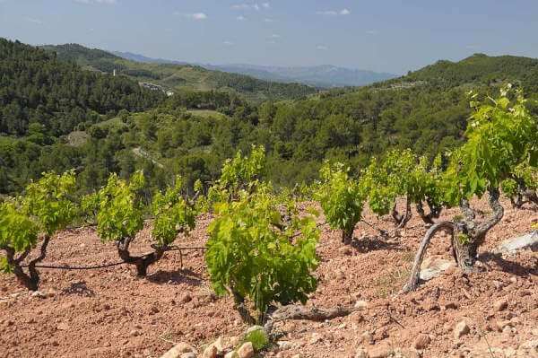 Priorat wine region