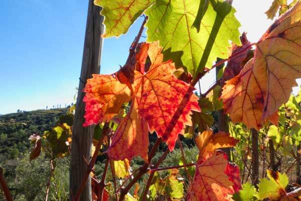 Priorat region | Vines