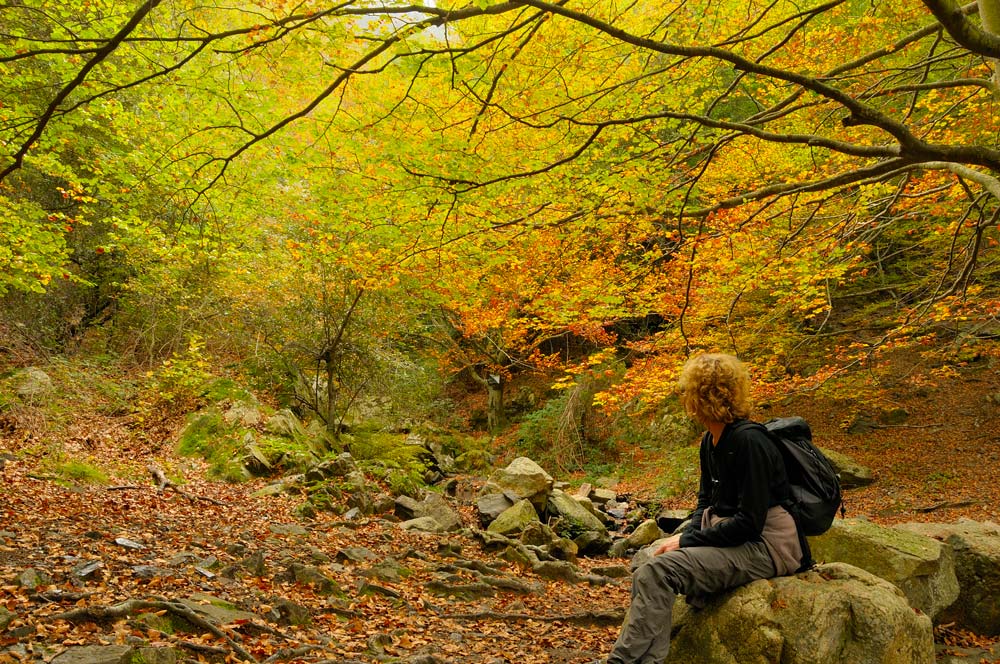 Beech wood in autumn. Monseny natural park