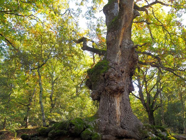 Montseny Barcelona | noticeable oak tree