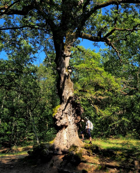 Montseny Barcelona | noticeable oak tree