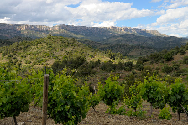 vineyards in the Priorat region