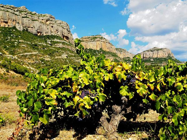 Vines in the Priorat region | Montsant natural park
